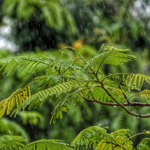 shah-shah-327414-unsplash shah-shah-327414-unsplash